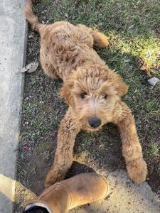 Friendly, smart, no shed, lovable female puppy for sale named Daisy