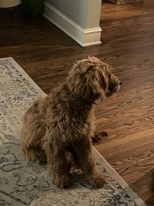 Goldendoodle Puppy For Sale