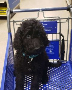 Black goldendoodle