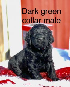 Labradoodle golden retriever mix puppies