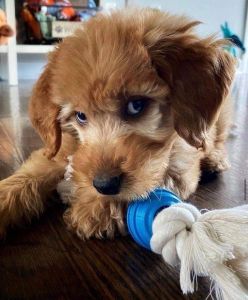 Potty trained and house broken Goldendoodles Available