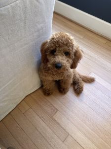 Mini Goldendoodle
