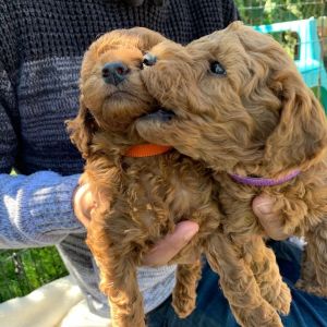 Male And Female Goldendoodle Pups