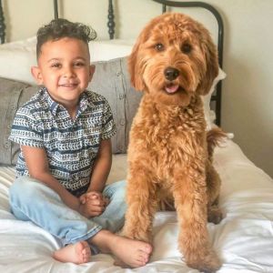 Goldendoodles Best Family Pets