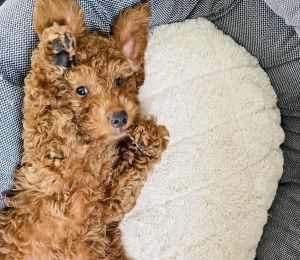 Selling Goldendoodle