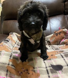 Mini goldendoodle male