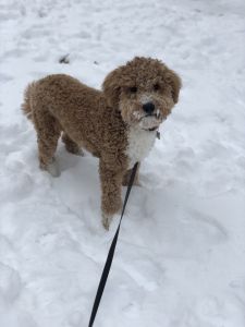 Mini goldendoodle F1B