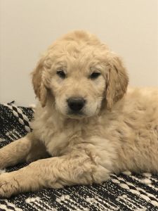 Golden Retriever X Goldendoodle