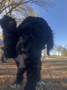 Goldendoodle puppies!
