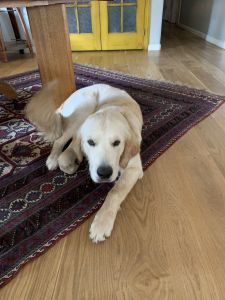 9 month old English cream retriever poodle mix
