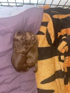 Boy & Girl Mini Goldendoodles