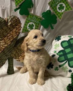 Goldendoodle puppies F1B
