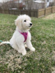 Female Goldendoodle 19 weeks