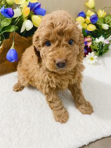 F1b mini goldendoodle