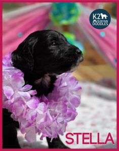 Golden Mountain Doodles