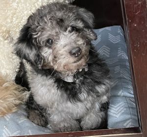 Cute rare Blue Merle golden doodle