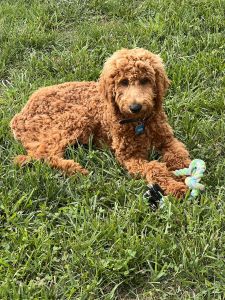 Red golden doodle
