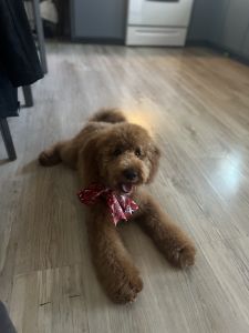 Mini Golden Doodle for sale