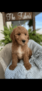 REDUCED F1 Goldendoodles