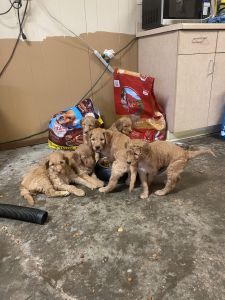Goldendoodle Puppies