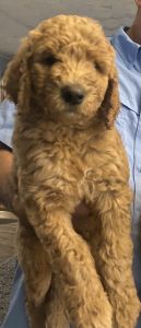 F1b Goldendoodle Puppies for sale