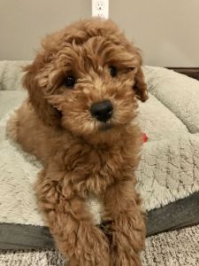 12 Week Old Male Mini Goldendoodle
