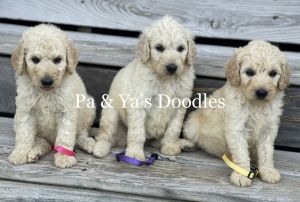 Smart beautiful Goldendoodles