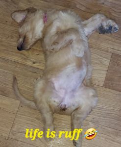 Goldendoodle puppies