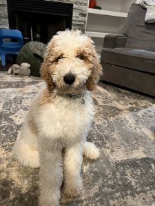 7 month old female goldendoodle