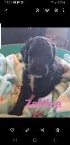 Goldendoodle Puppies