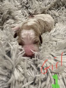 Red and red and white (parti)