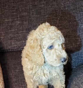 Goldendoodle F1bb