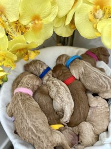 Goldendoodle puppies