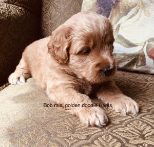 F1b mini golden doodle Bob