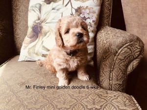 Mr. Finley mini golden doodle