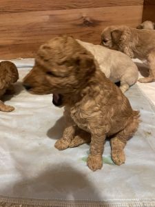 Mini golden doodle pups multi generatio