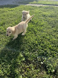 Golden Doodle Puppies