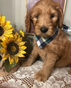Goldendoodle Reds