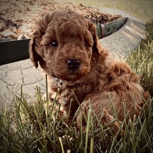 Teacup Goldendoodle Puppy Male
