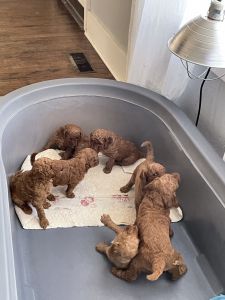 Adorable puppies for sale