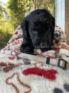 Black Goldendoodle pups
