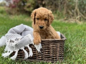 Male Goldendoodle Kobe