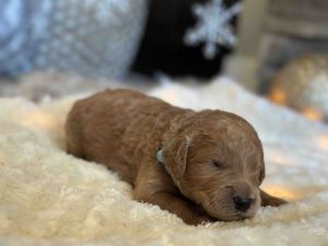 F1 Goldendoodle puppies