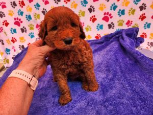 Miniature Goldendoodle puppies