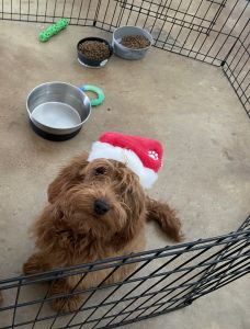 Miniature Goldendoodle