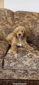 Beautiful female red abstract F1b