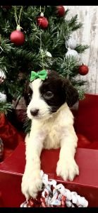 Chocolate parti female Goldendoodle