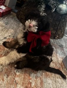 Mini multigenerational goldendoodles