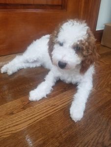 Rose (Mini-Goldendoodle puppy)