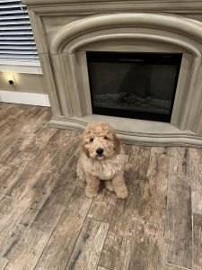 Goldendoodle